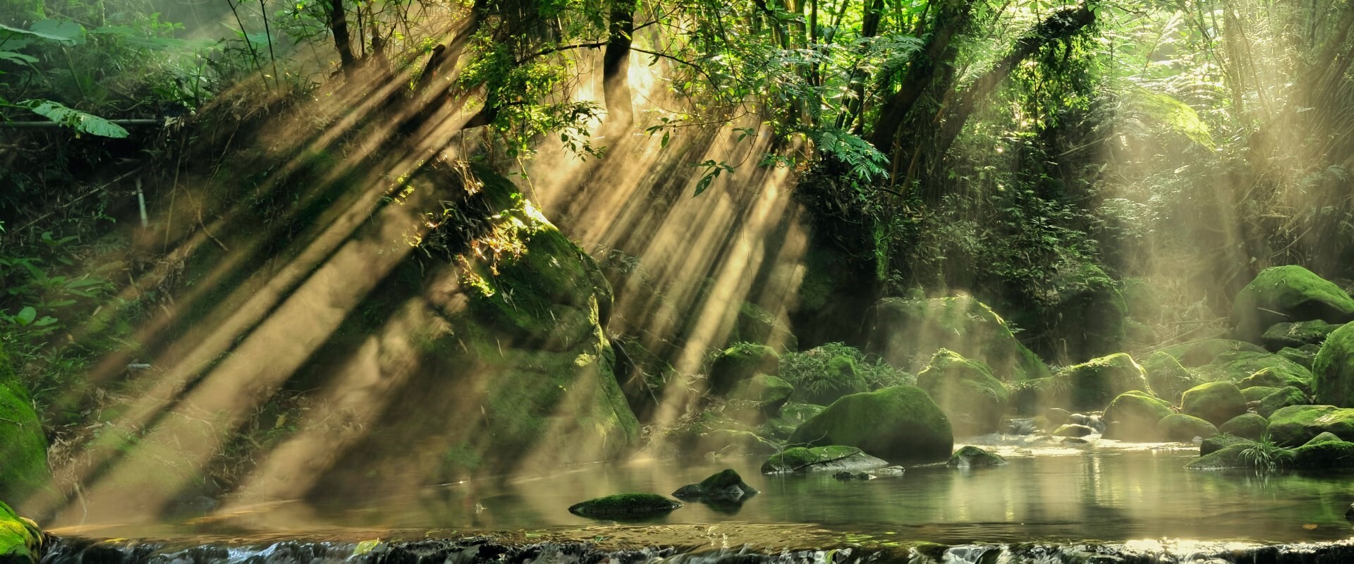 Transactions Top 案件実績 ESG scenic view of rainforest 3000x1298 v2