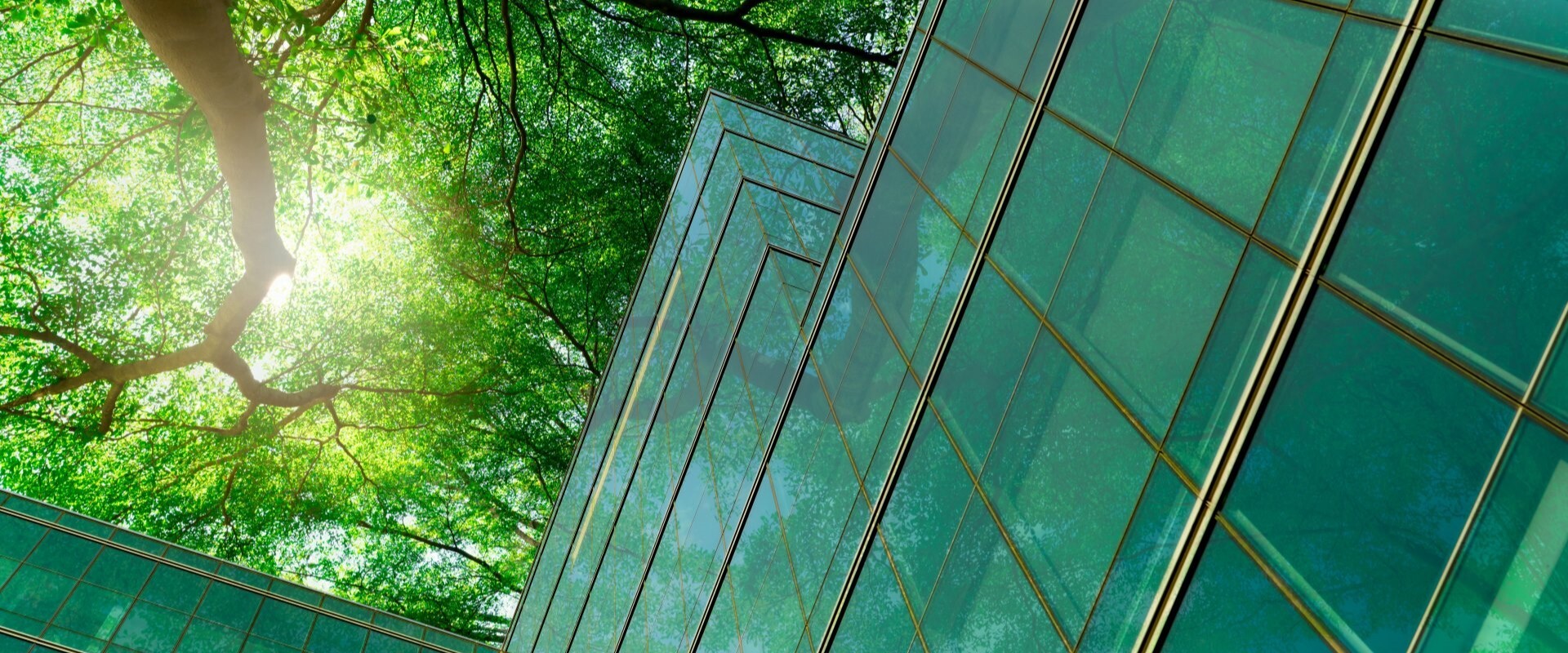 社員紹介 Top Vault Getty Images 1330498048 Top Building Trees Green Sun